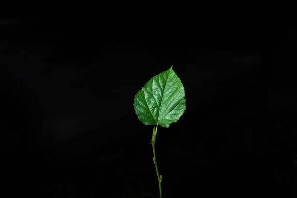 feuilles vertes sur fond noir - chlorophyll striped leaf natural pattern photos et images de collection