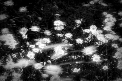 Marguerite daisies on a windy day in an English country garden.  A slow shutter speed shows the movement in the wind.