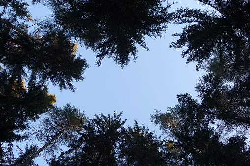 Tree tops and sky view. Natural background and scene.