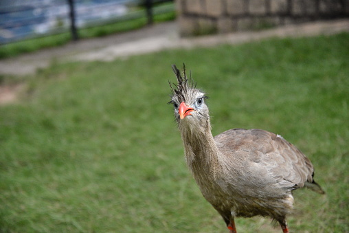 Siriema (Chunga burmeisteri - Cariama cristata - Idiornis tuberculata-  Cariamidae)