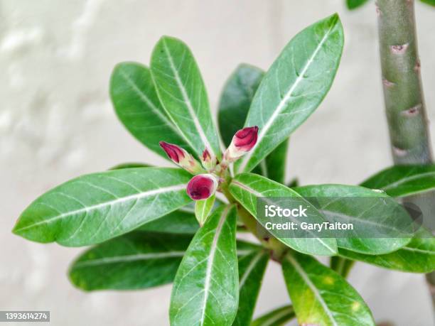 Blossoms Of Desert Rose Stock Photo - Download Image Now - Adenium Obesum, Leaf, Adenium
