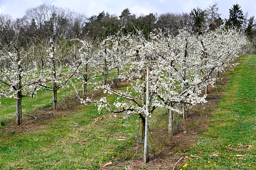 Blossoming Apple Trees at Lake Constance