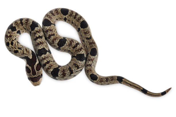 istock Banded kukri snake isolated on white background with clipping path 1393615168