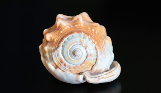 Close-up view of  a seashell on a black background. Still life portrait