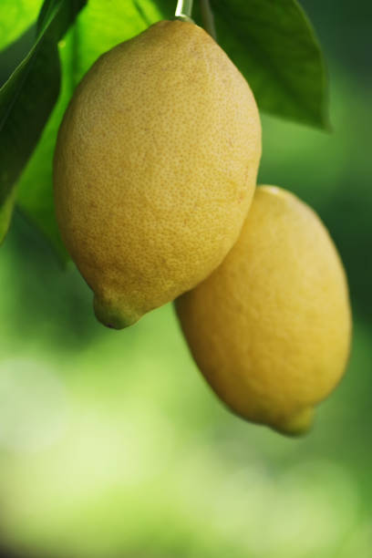 istock ripe lemons and leaves  on branch 1393615927