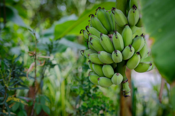 istock Fresh green banana 1393616048