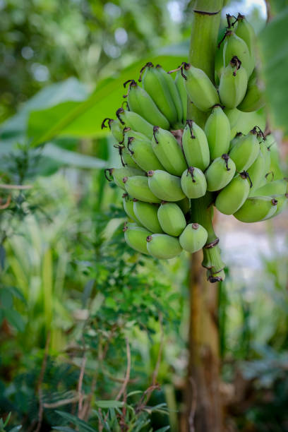 istock Fresh green banana 1393616132