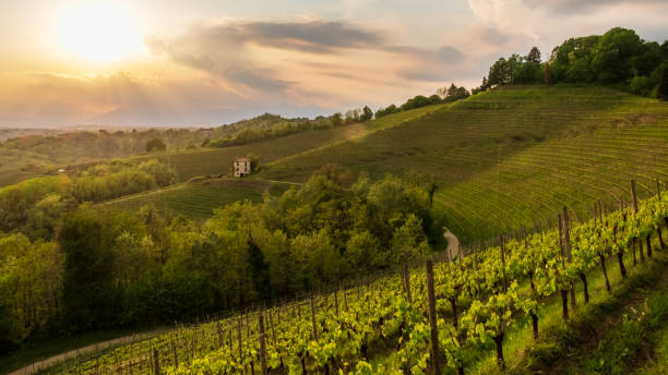 istock Evening storm in the vineyards 1393616383