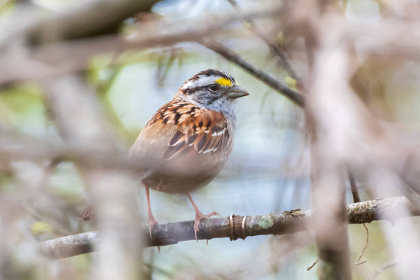 istock White throated sparrow perched on tree branch 1393617911