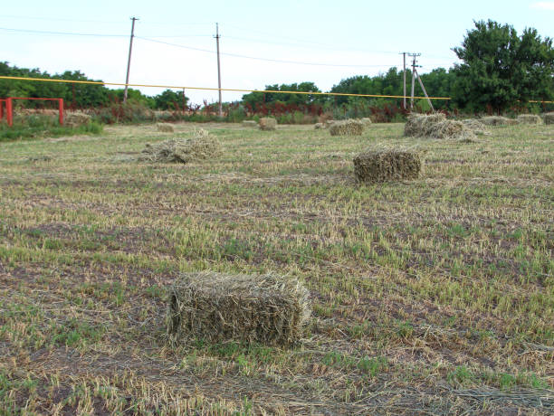 istock Field with square sheaves of hay 1393619384