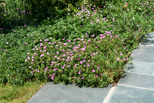 Cranesbill (geranium) on a windy day in an English country garden.  A slow shutter speed shows the movement in the wind.