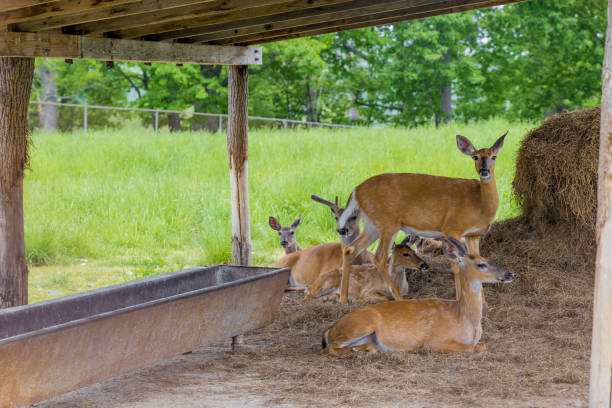 istock Beautiful deer family with hay on background. 1393619398