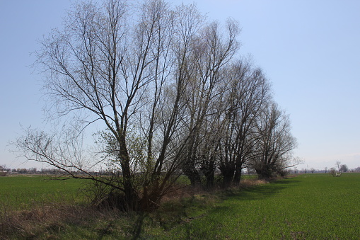 Spring in Żuławy