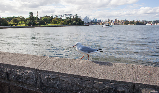 Sea gull on a sunny pier