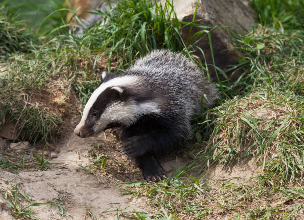 istock Young Badger (Meles meles) Foraging in a wood in the Evening. 1393619910
