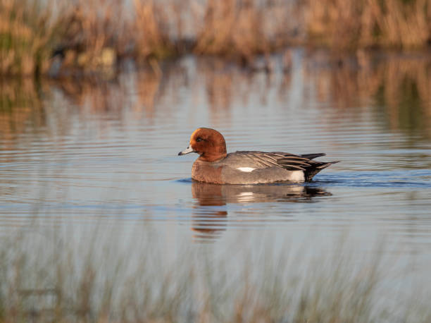 istock Male Widgeon Duck (anas penelope) Swimming in a Reedbed 1393619989