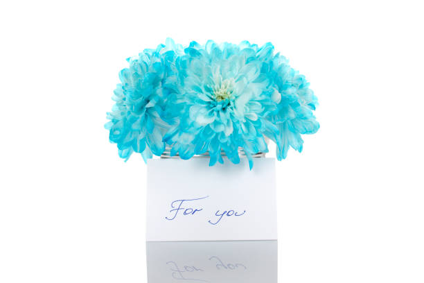 Blue chrysanthemums in a bucket with chrysanthemums next card with the text \