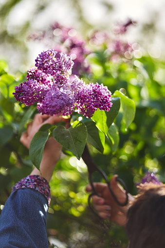 Woman cutting lilac with scissors
