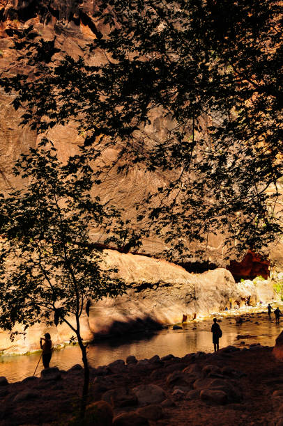 Silhouette of tourists in the Zion Narrows Silhouette of tourists and trees against the sheer sandstone wall of the Narrows of the Virgin River, Zion National Park, Utah, Southwest USA zion river stock pictures, royalty-free photos & images