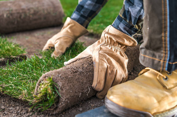 istock Natural Grass Turfs Installation Close Up 1393621013