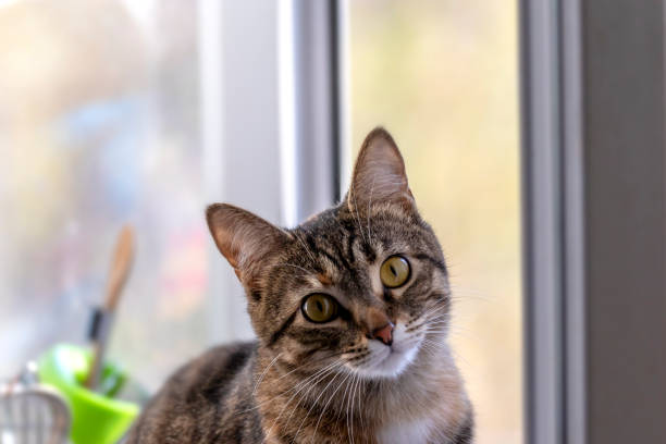 istock Young pussy is sitting on windowsill in  kitchen.  Headshot 1393621059