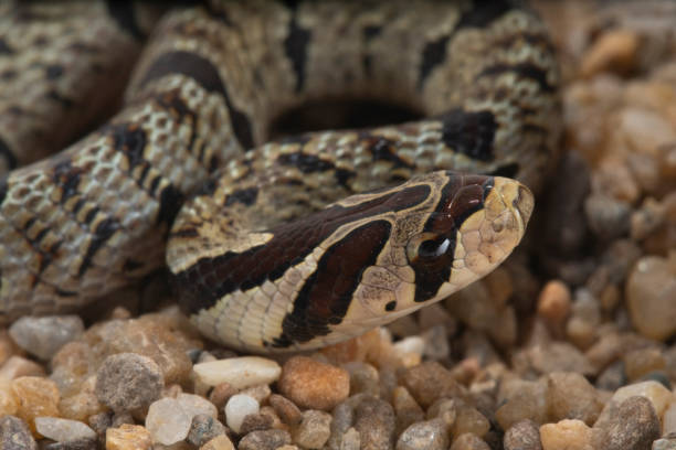 istock Banded kukri snake on ground background, Close up wild snake 1393622371