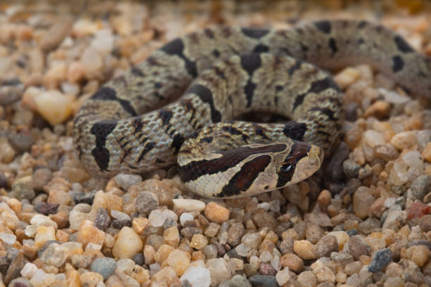 istock Banded kukri snake on ground background, Close up wild snake 1393622383