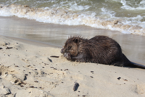 Beaver on the beach