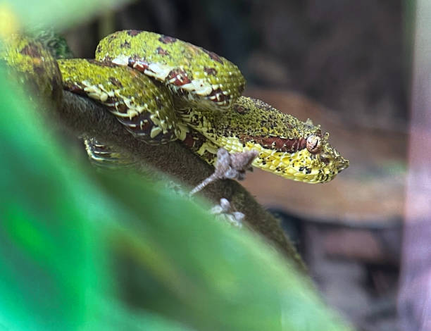 istock Eyelash Palm Pit Viper coiled on branch, Arenal, Costa Rica 1393622959