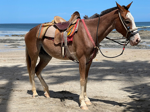 Horse in full tack of saddle, bridle and reins resting in shade after an arduous day of giving rides to tourists along the beach, Tamarindo Beach, Costa Rica