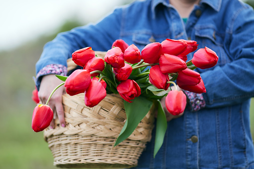 Woman holding a basket with red tulips