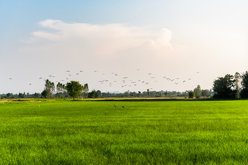 Flock of bird, Openbill stork flying over paddy rice field in the evening at countryside