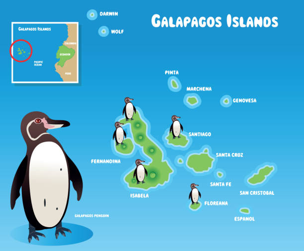 ilustrações, clipart, desenhos animados e ícones de galápagos pinguim e ilhas galápagos - fernandina beach