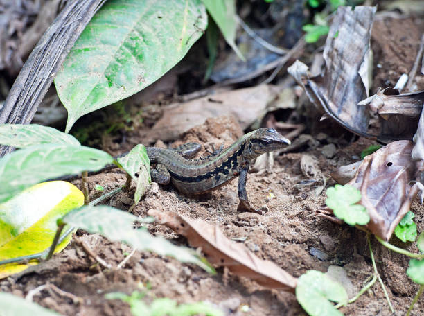 Costa Rica - named the 'Rich Coast' by the Spanish - is a haven for flora and fauna wildlife of all kinds in its tropical rainforest and coastal regions, from the smallest frogs and crabs to the more exotic Anteater and Sloth