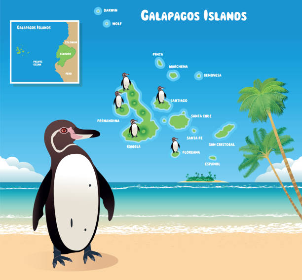 ilustrações, clipart, desenhos animados e ícones de galápagos pinguim e ilhas galápagos - fernandina beach