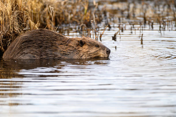 istock portrait beaver in water 1393623847