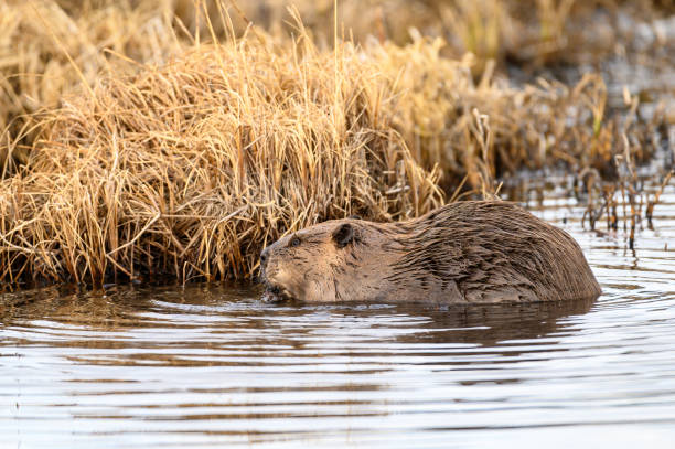 A large beaver chewing tubulars A large beaver in the water chewing tubulars beaver dam stock pictures, royalty-free photos & images