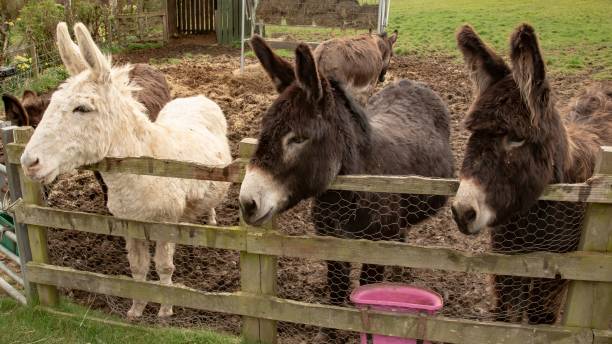 istock Three Donkeys & A Wooden Fence. 1393623877