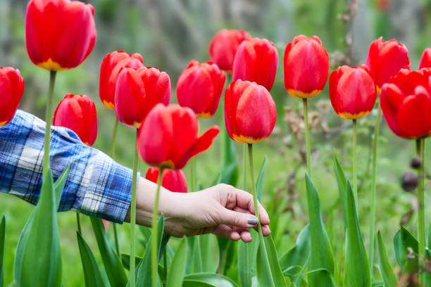 Tulips close-up.