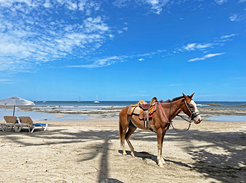 Brown horses  standing in the beach