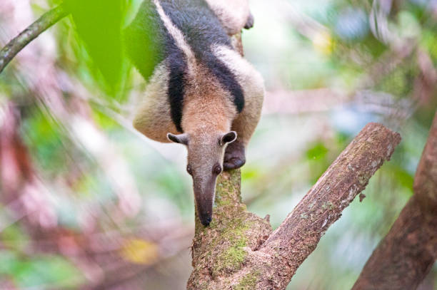 Anteater descending tree, Corcovado National Park, Costa Rica Costa Rica - named the 'Rich Coast' by the Spanish - is a haven for flora and fauna wildlife of all kinds in its tropical rainforest and coastal regions, from the smallest frogs and crabs to the more exotic Anteater and Sloth corcovado stock pictures, royalty-free photos & images