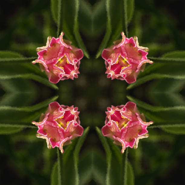 abstract background of flower pattern of a kaleidoscope.