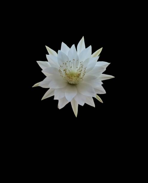 Flower This is a cactus flower. night blooming cereus stock pictures, royalty-free photos & images