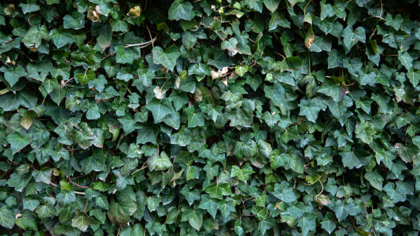 istock Dark wall of green ivy 1393625039