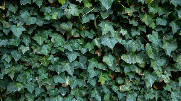 istock Dark wall of green ivy 1393625055