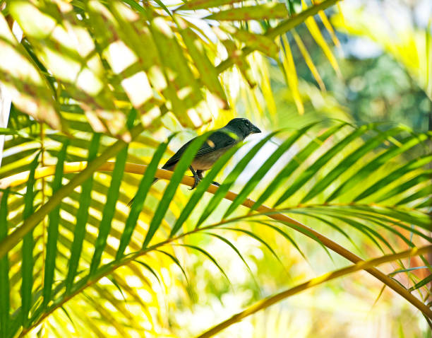 istock Blue-grey Saltator, Arenal, Costa Rica 1393625111