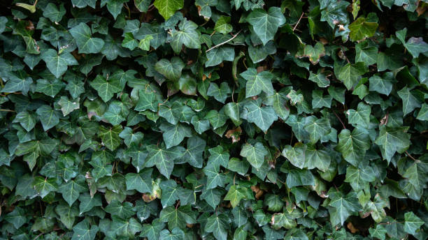 istock Dark wall of green ivy 1393625158