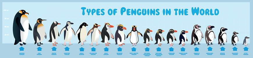 Vector Types Penguins in the World