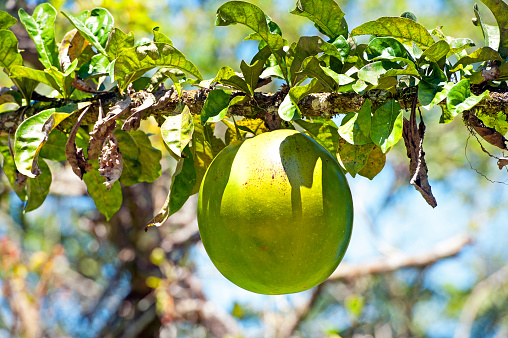Calabash tree fruit, Costa Rica