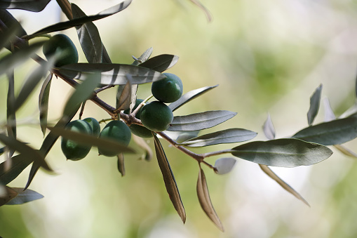 green olives hanging on branch of olive tree